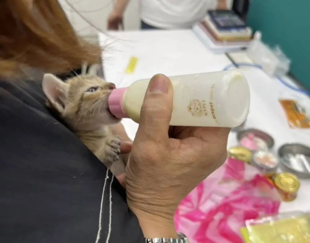 ▲小奶貓從新北市八里區一間工廠的牆壁內被救出，一出來就食慾很好，活力充沛超會喵喵叫，還直接被老闆娘收編，準備享受幸福貓生。（圖／新北市動保處）