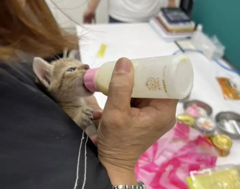 小奶貓鑽進牆縫受困！工廠老闆娘果斷喊「直接拆」　結局超級幸福