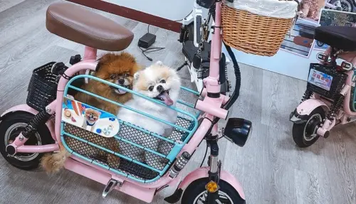 寵物電動車買了不能上路！她被開罰還沒收　消基會籲儘快落實法規
