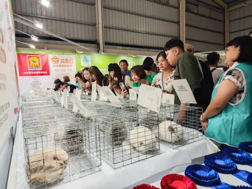 台中寵物展11/7快閃四天 百隻龍貓身價千萬同場競賽
