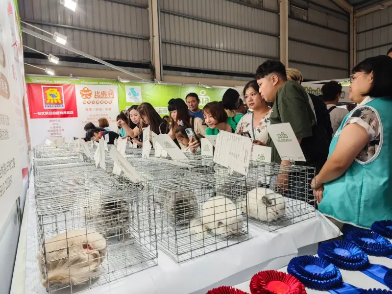 ▲台中寵物展11/7快閃四天，近百隻龍貓比賽同步登場，總價值逾千萬元。（圖／主辦單位提供）