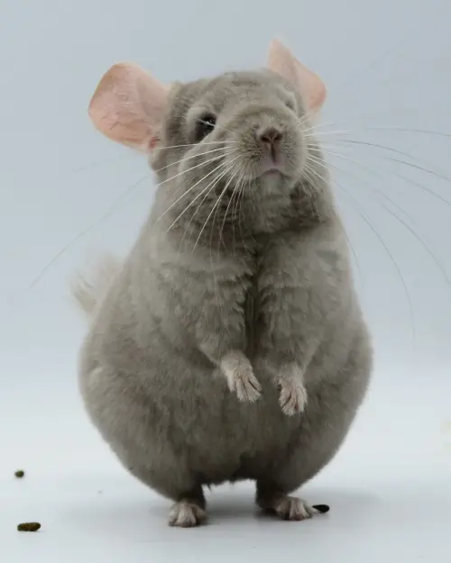 ▲配合寵物展登場，福爾摩沙盃龍貓比賽將於8-9共2日在台中國際展覽館舉辦，近百隻參賽龍貓，總價超過1000萬，（圖／主辦單位提供）