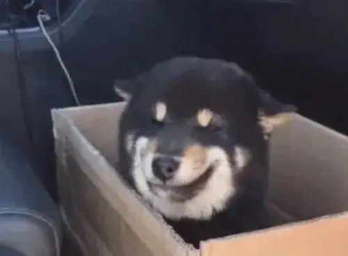 黑柴犬「天生會微笑」！飼主嗨喊賺到了　眾發現不對勁：這是假的
