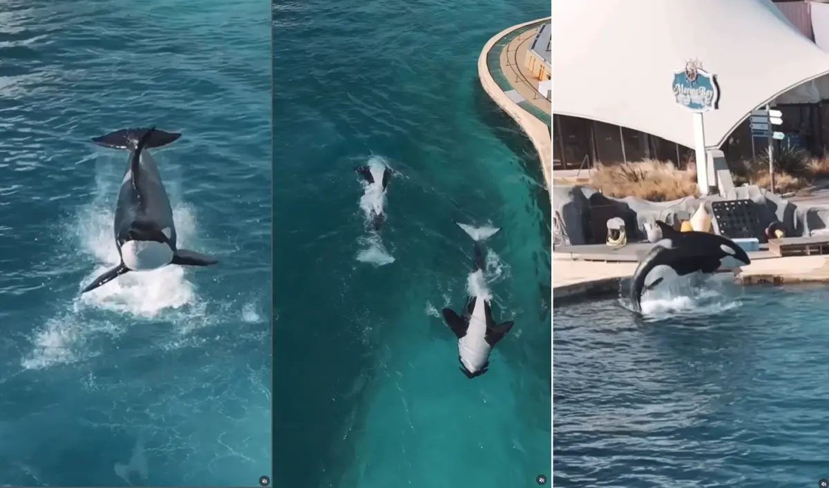 虎鯨困廢棄海洋公園！見空拍機靠近「主動表演」百萬人心碎