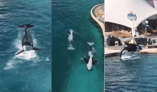 虎鯨困廢棄海洋公園！見空拍機靠近「主動表演」百萬人心碎
