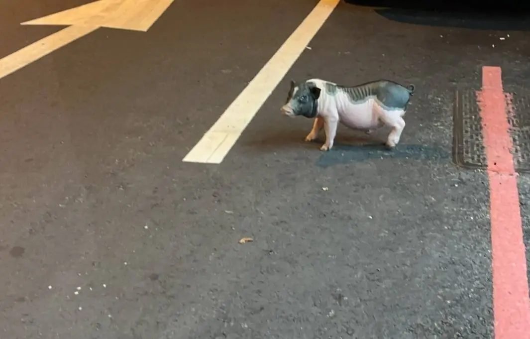 等不及了！飼料豬解禁前寵物豬趴趴走 台中4遊蕩豬通通抓去採檢