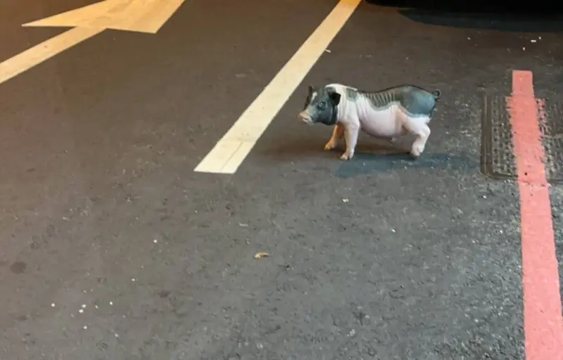 等不及了！飼料豬解禁前寵物豬趴趴走　台中4遊蕩豬通通抓去採檢