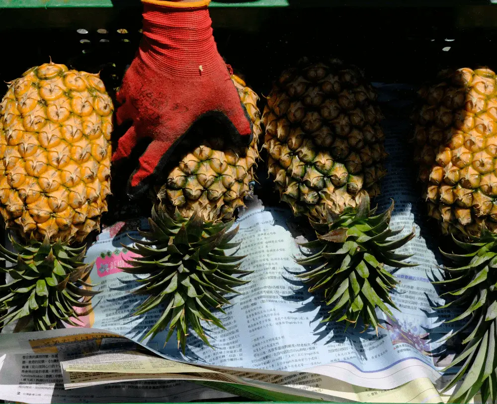 台灣水果不簡單！「1零食」外媒大讚旅遊神物：香氣撲鼻口感絕佳