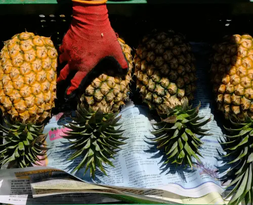 台灣水果不簡單！「1零食」外媒大讚旅遊神物：香氣撲鼻口感絕佳
