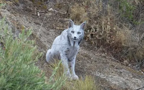 全球首隻！夢幻神獸「白變猞猁」現蹤西班牙　珍貴空靈美照超震撼

