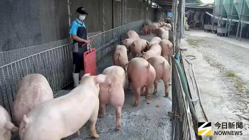 豬肉回來了！鼎泰豐穩供應、彰化肉圓雞腿撐場　餐飲業全力應戰
