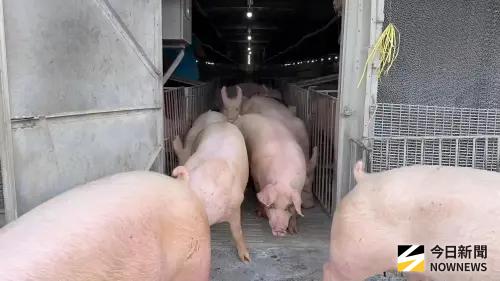 西班牙野豬染非洲豬瘟　專家看我國廚餘禁餵家豬也難防野豬感染
