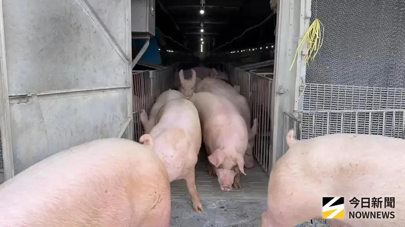 西班牙野豬染非洲豬瘟　專家看我國廚餘禁餵家豬也難防野豬感染