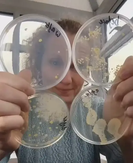 ▲Ruth MacLaren 採集了烘手機出風口、廁所空間，以及洗手前、洗手後用烘手機等4個培養皿來對照。（圖／Devon Science TikTok）