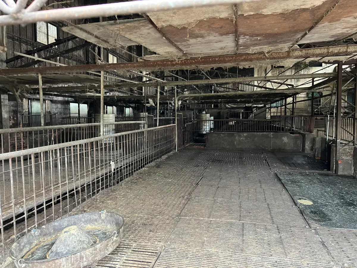 ▲台中梧棲的非洲豬瘟案例場仍驗出陽性，台中市政府持續管制，非相關人不得接近。（資料畫面／記者顏幸如攝）