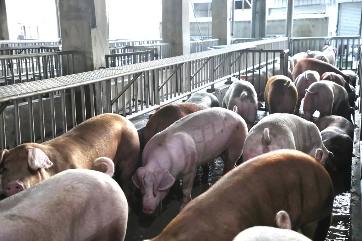 多吃15天胖了7、8公斤！中部毛豬交易未跌小漲 最高行情曝