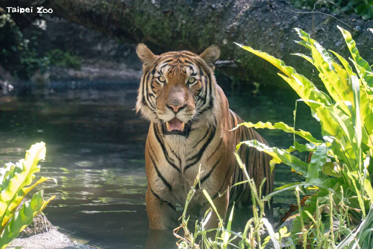 台北動物園有新成員了！瀕危馬來虎Arhaa亮相 跨海來台灣找老婆