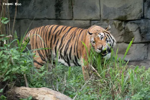 ▲（圖／台北市動物園提供zoo.gov.taipei）