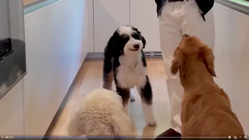 ▲輝達（NVIDIA）執行長黃仁勳今（7）下午起閃電訪台，坦言想逛夜市但已經離家太久，「我很想念我的狗狗們」。圖為黃仁勳在輝達影片中帶自家狗狗出鏡。（圖／翻攝自輝達臉書）