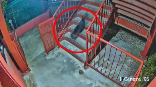 ▲日本宮城縣多賀城市4日有民眾報警稱看到「像熊的生物」，警方調查後發現只是一隻體型比較大的貓，引發網路熱議。（圖／翻攝自仙台放送）