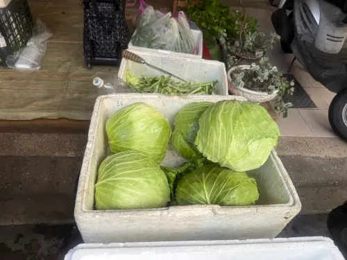 ▲高麗菜（圖／記者周淑萍攝）