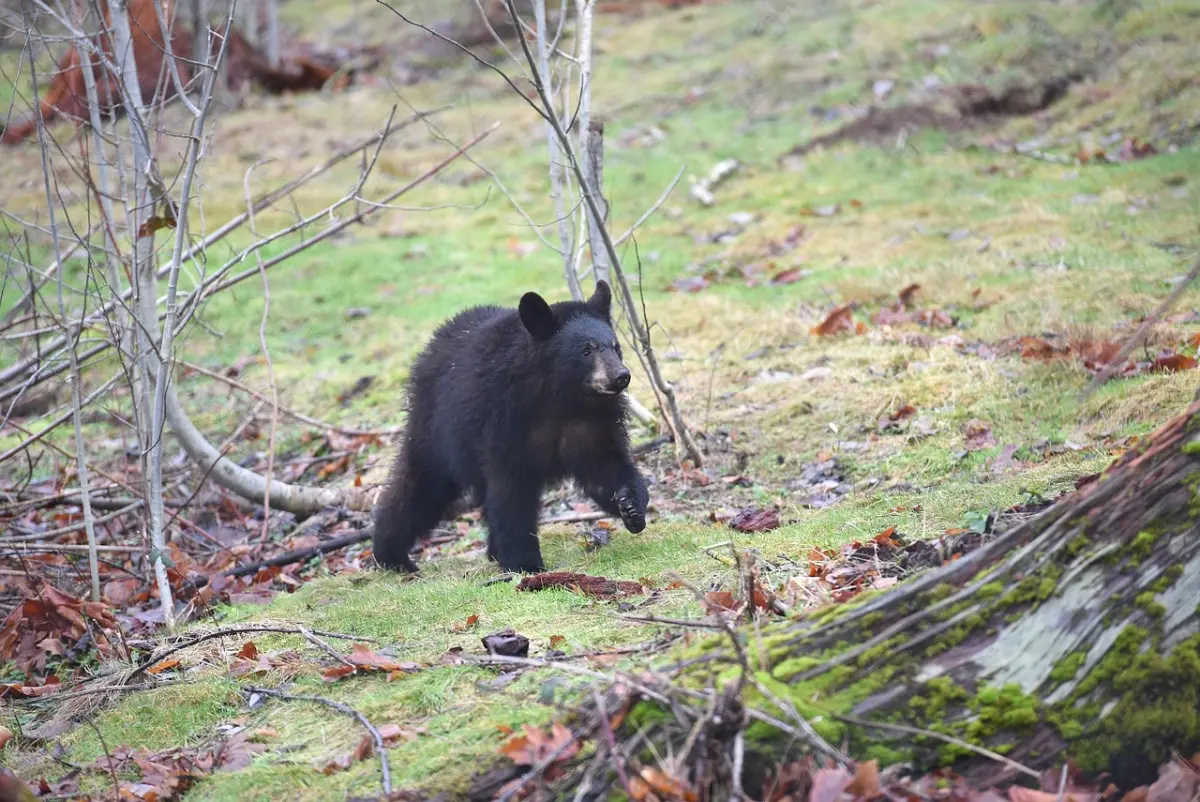 日本50公分幼熊「闖入JR車站」山形新幹線列車緊急停駛