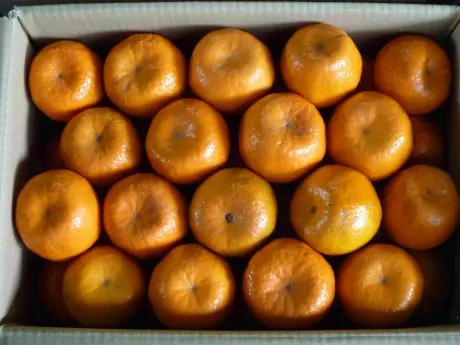 ▲台灣每年10月至翌年1月是國產椪柑的主要產季，從12月開始，椪柑的果皮會逐漸轉為橘黃。（圖／農業部moa.gov.tw）