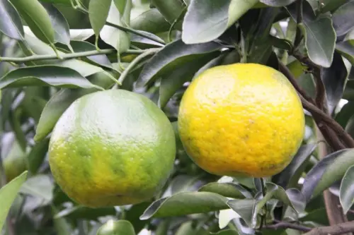 椪柑剝開吃一口超酸澀！他不懂：以前都超甜　農糧署揭關鍵差異
