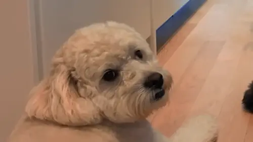 ▲黃仁勳的狗狗（圖／翻攝自「NVIDIA」YT）