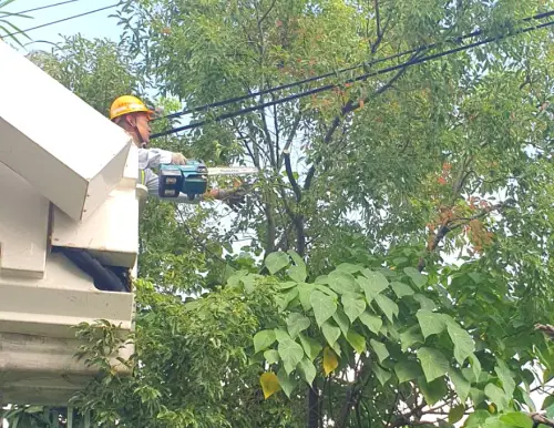 ▲台電公司鳳山區營業處針對高雄地區轄區內樹木進行修剪。(圖／台電鳳山區營業處提供)