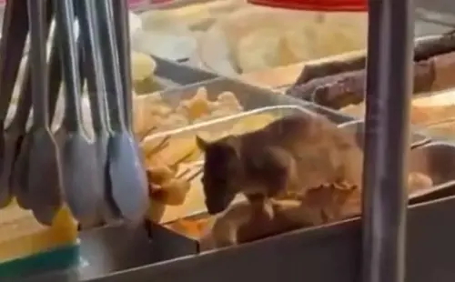 嘉義鹽酥雞出現「米奇」！30公分巨鼠跳上攤位開吃　衛生局急查辦
