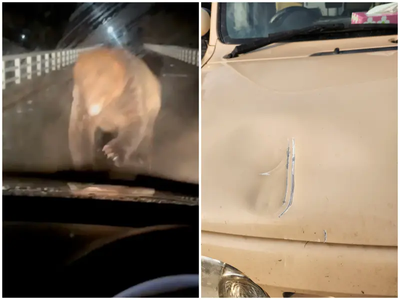 ▲北海道一處牧場工作人員日前開車途中遇到熊襲擊，熊朝著車頭衝過來一掌拍下，嚇得工作人員趕緊倒車逃命。（圖／翻攝自X）