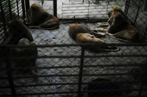 ▲動物園關閉後，被留下的動物乏人悉心照料。（圖／美聯社／達志影像）