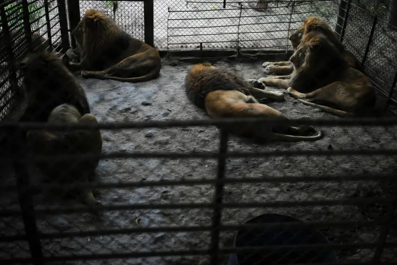 ▲動物園關閉後,被留下的動物乏人悉心照料。(圖/美聯社/達志影像)