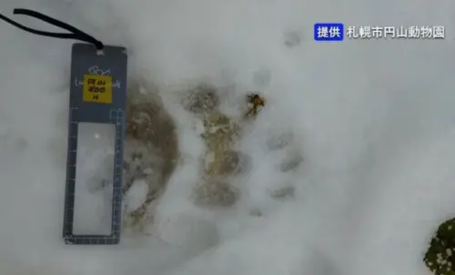 札幌圓山動物園疑現棕熊腳印！日防熊噴霧熱賣　3大超商應對措施
