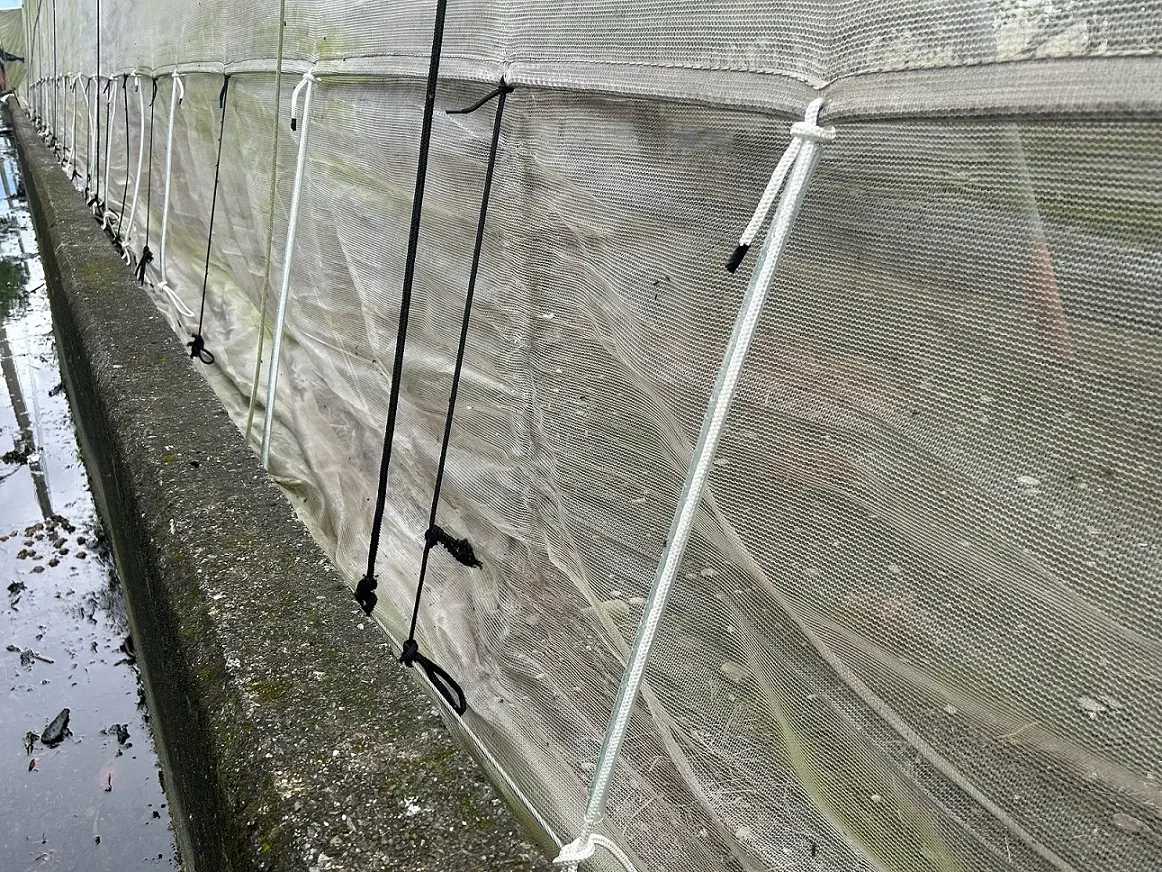 鳳凰颱風週二最近台灣！防農作物損失 高雄農改場籲6大防颱準備