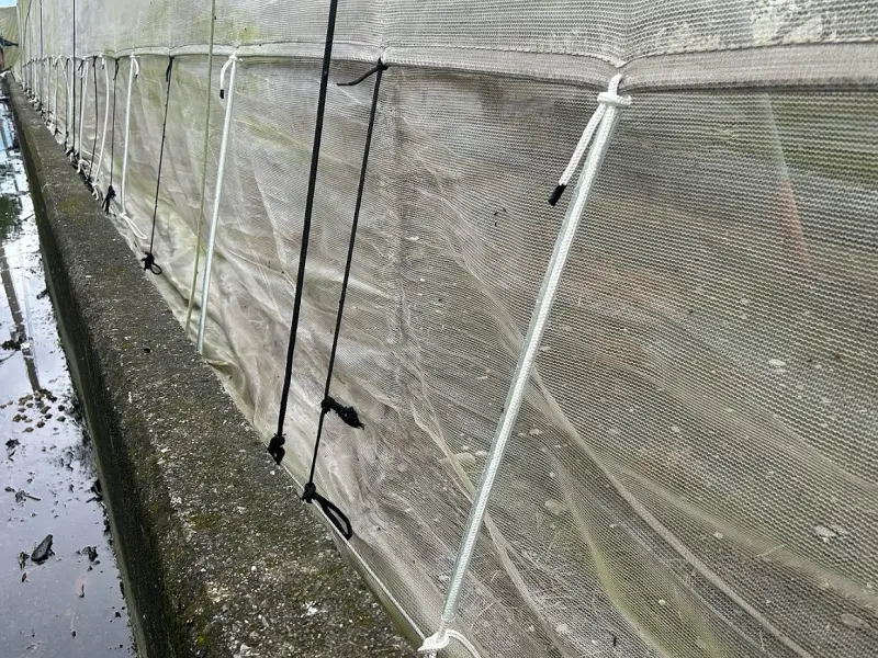 ▲棗正值小果期，強固防蟲網避免強風危害。（圖／高雄區農業改良場）