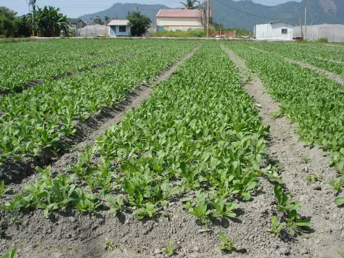 ▲白玉蘿蔔浸水植株及根莖易腐爛，請務必加強田區排水。（圖／高雄區農業改良場）