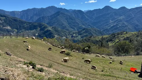快訊／鳳凰來勢洶洶！武陵清境福壽山等3高山農場明下午同步封園
