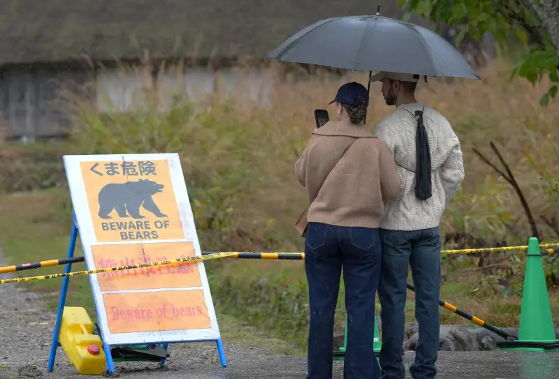 ▲日本今年熊患似乎比往年嚴重，不只居民，遊客也被提醒外出時應小心。（圖／美聯社／達志影像）