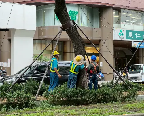 高雄輕軌搶先防颱　AI智慧路樹傾斜監測上緊發條
