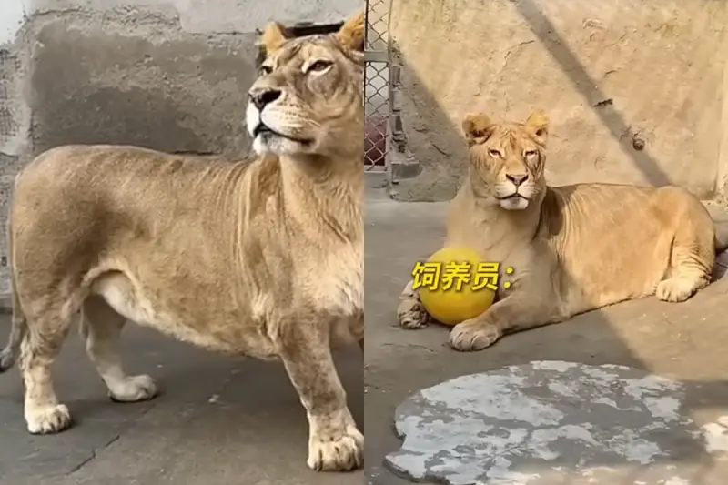 動物園「柯基獅」超萌爆紅！天生腿短、個性溫和　卻慘被獅群排擠
