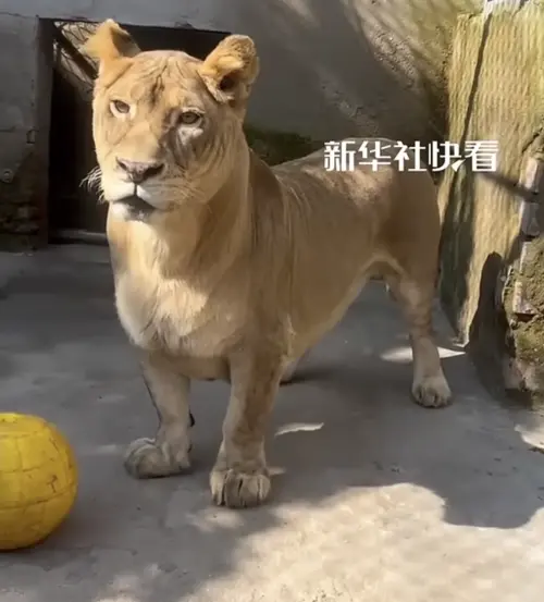 ▲（圖／翻攝自微博）