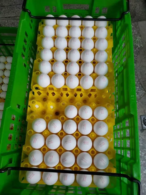 ▲彰化縣衛生局檢驗出農藥殘留「芬普尼」代謝物超標3倍，初估有問題蛋品影響10縣市，臺南市政府立即啟動調查，確認問題蛋沒流入校園午餐。（圖／台南市府提供）