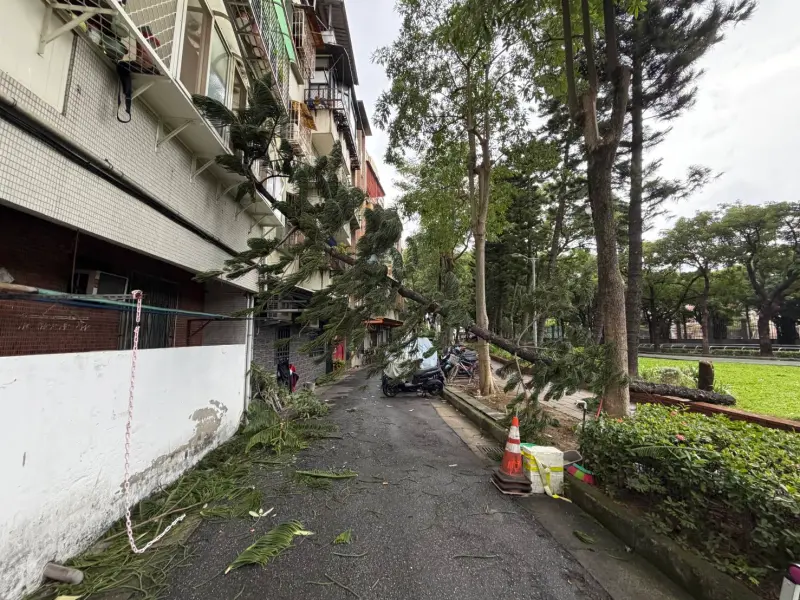 鳳凰颱風驚傳災情！北市公園「路樹整根倒民宅外」驚悚畫面曝光了