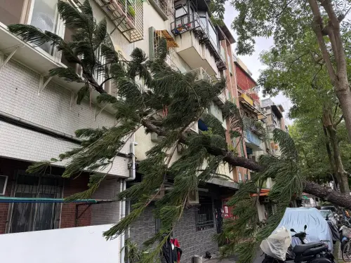 ▲鳳凰颱風逼近台灣，北投路樹連根拔起。（圖／翻攝畫面）