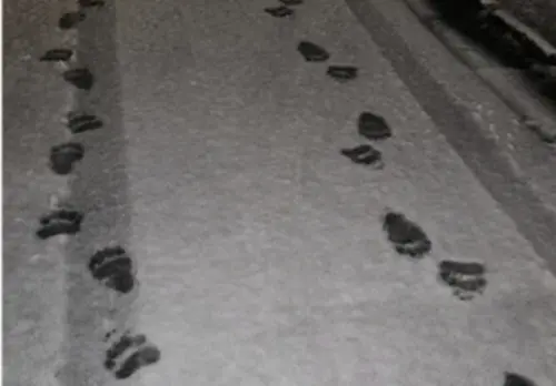 北海道神宮熊出沒！札幌圓山公園封閉兩周　棕熊腳印超明顯
