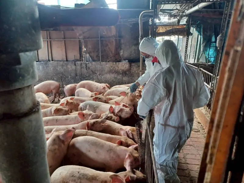 ▲台中梧棲養豬場上月爆發非洲豬瘟，讓全國養豬產業陷入恐懼。（圖／台中市政府提供，2025.11.11）