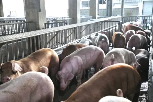 ▲台中發生非洲豬瘟，導致全國禁運禁宰15天，上週才重新開放。（圖／台中市政府提供，2025.11.11）