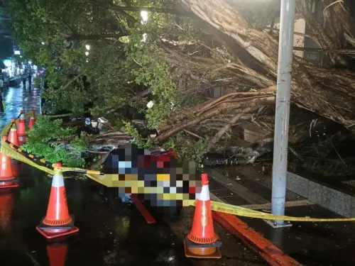 鳳凰颱風再傳災情！北市大安「3小時兩起路樹倒塌」機車衰被砸中
